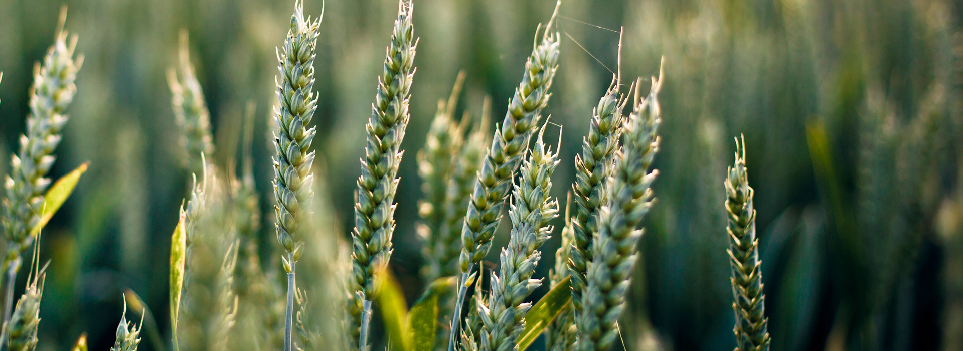 轰炸电话在线下单